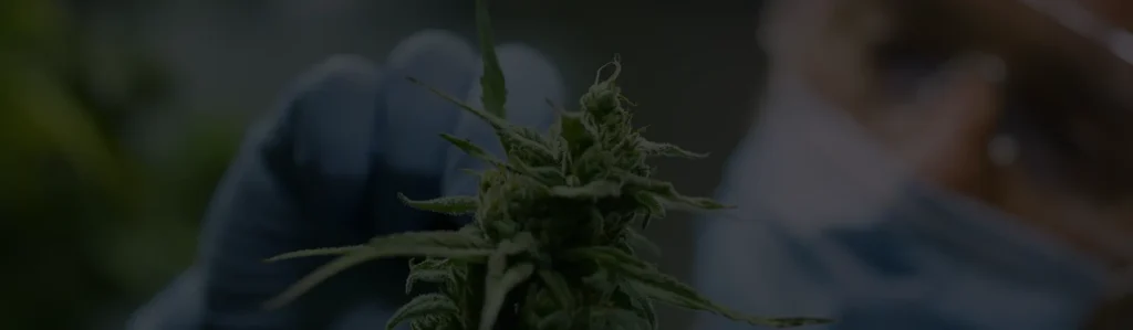 Le CBD n’est pas addictif ou psychoactif