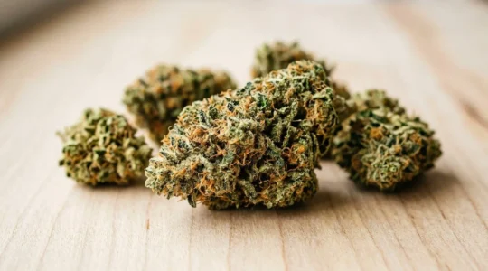 Gros plan macro sur des bourgeons de fleurs de CBD premium avec trichomes cristallins denses et pistils orangés visibles, disposés sur surface en bois clair nordique sous lumière naturelle douce